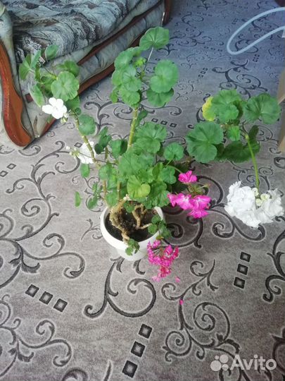 Пеларгония герань белая и розовая