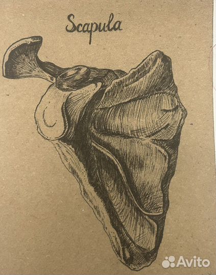 Рисунки на анатомию