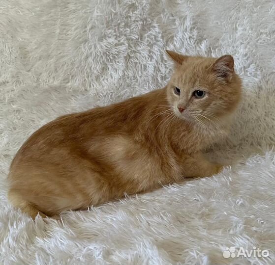 Лавашик в добрые руки