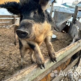 Мангал свинья (55 фото) » НА ДАЧЕ ФОТО