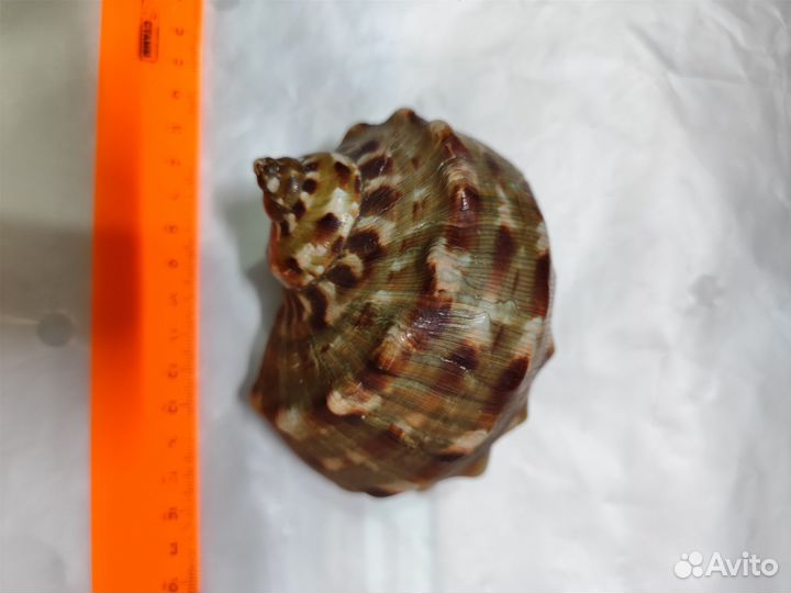 Турбо мармората, редкая форма цвета