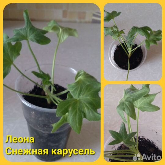 Герань пеларгония