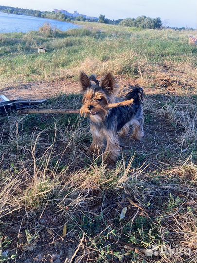 Вязка Йоркширский терьер мини
