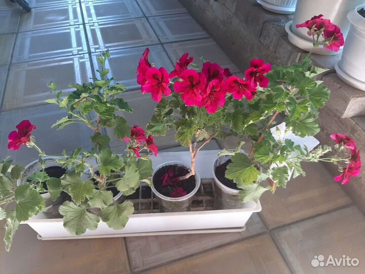Пеларгония герань королевская, педилантус,фиалка