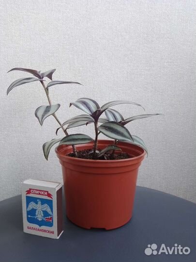 Диффенбахия, сансивьеры, спатифиллум, хлорофитум