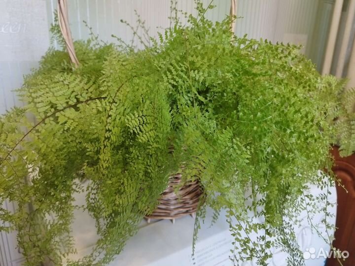 Папоротник комнатный