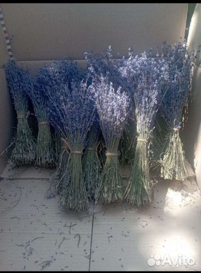 Лаванда крымская