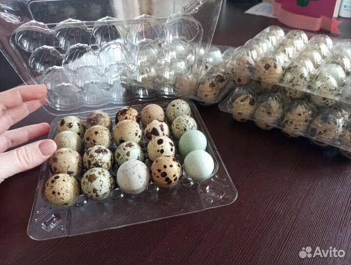 Яйца перепелиные домашние