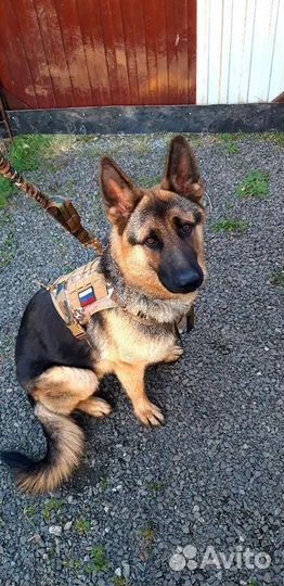 Шлейка для собак, средних и крупных пород