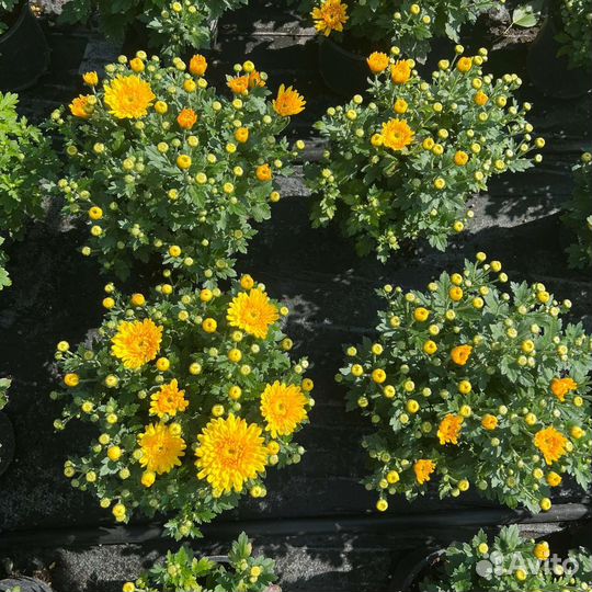 Хризантемы мультифлора