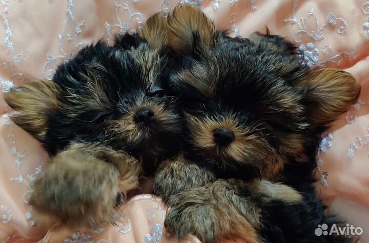 Йоркширский терьер супер мини