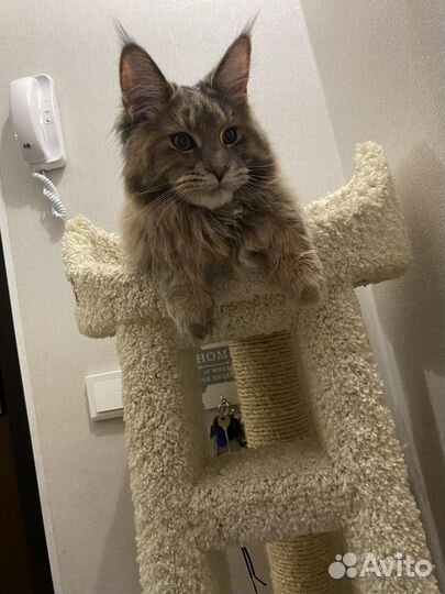 Котенок мейн кун