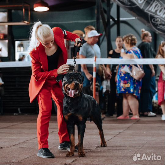 Фотосессия с ротвейлером