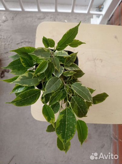 Фикус бенджамина