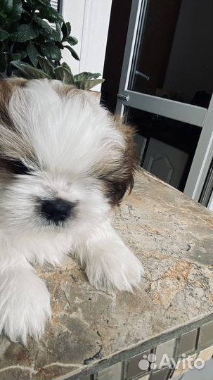 Маленькая собака