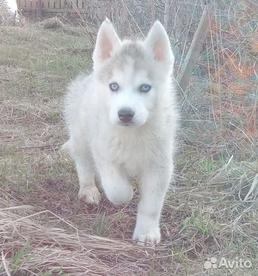 Продается щенок сибирской хаски