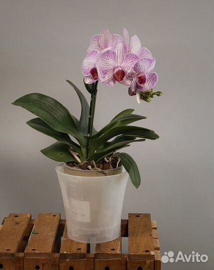 Горшечные цветы