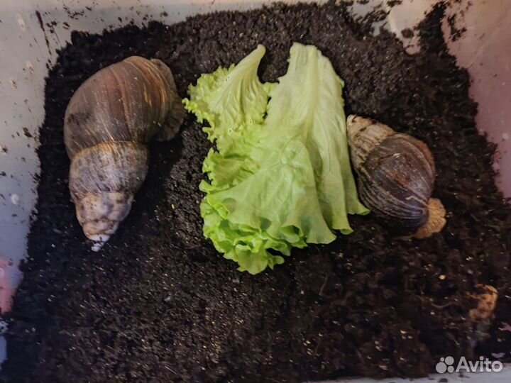 Ахатиночки улиточки