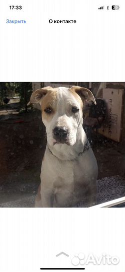 Щенки питбуля бронь