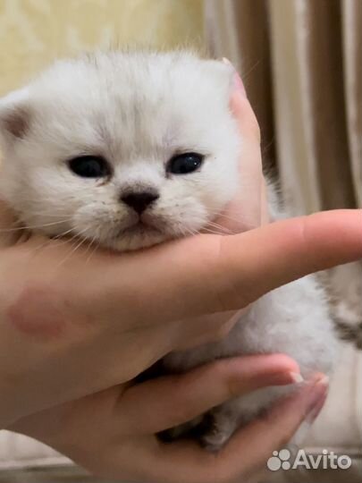 Шотландские вислоухие котята шиншилла