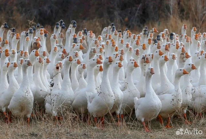 Фермерское хозяйство