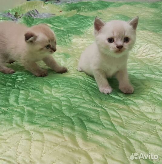 Шотландские котята
