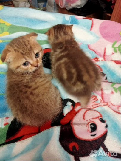 Котята шотландские