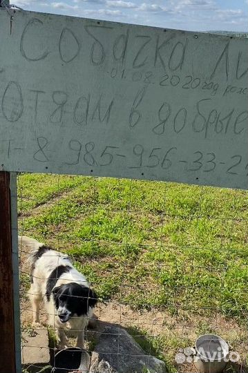 Отдается собачка в добрые руки