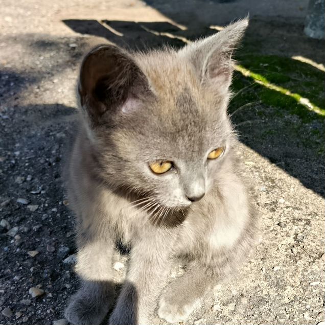 Котёнок в добрые руки