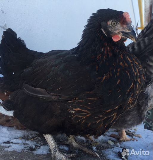 башкирские куры несушки доминант. цыплята чешский доминант. хайсекс доминант. куры доминант д 959. авито куры доминант.