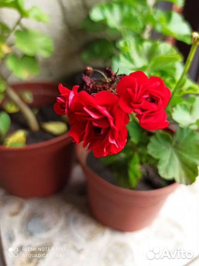 Пеларгония герань