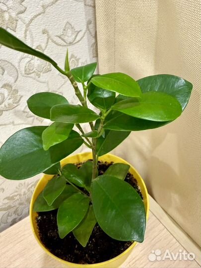 Комнатный цветок,Фикус Микрокарпа