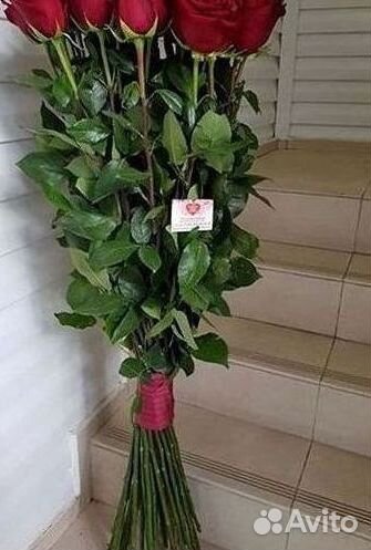 Высокие розы Гигантские розы 110