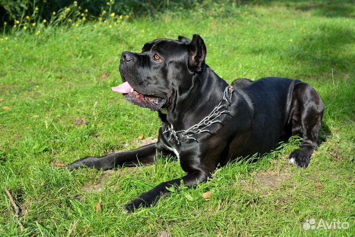 Кане Корсо вязка