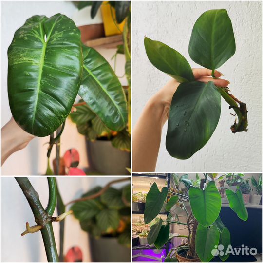 Срезы комнатных растений