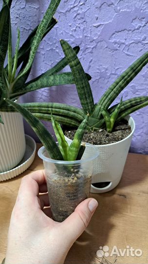 Хавортия Сансивиерия Гастерия Адениум Замиакулькас