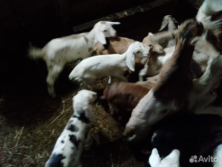 Козлята от молочных коз