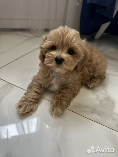 Мальтипу f1 micro mini Мальчик