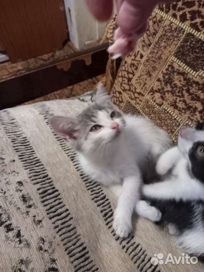 Котята в хорошие руки