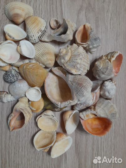 Морские ракушки раковины разных размеров