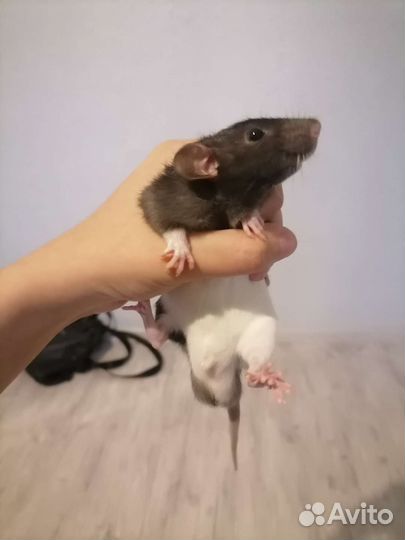 Крыса дамбо с клеткой