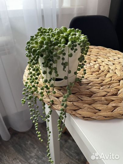 Крестовник Роули большой