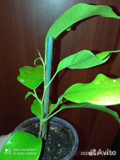 Фикус Еллоу Голд (Yellow Gold)