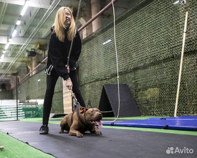 Дрессировка собаки в СПб
