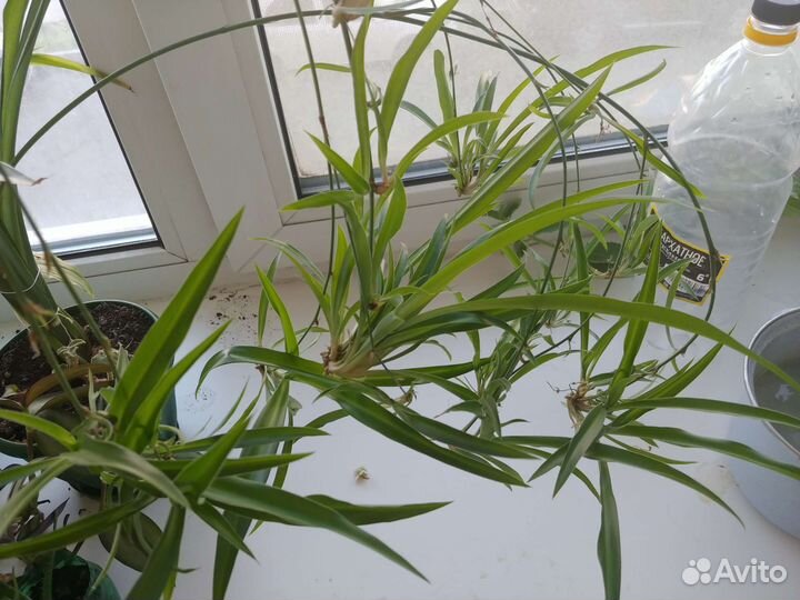 Домашние растения (детки)