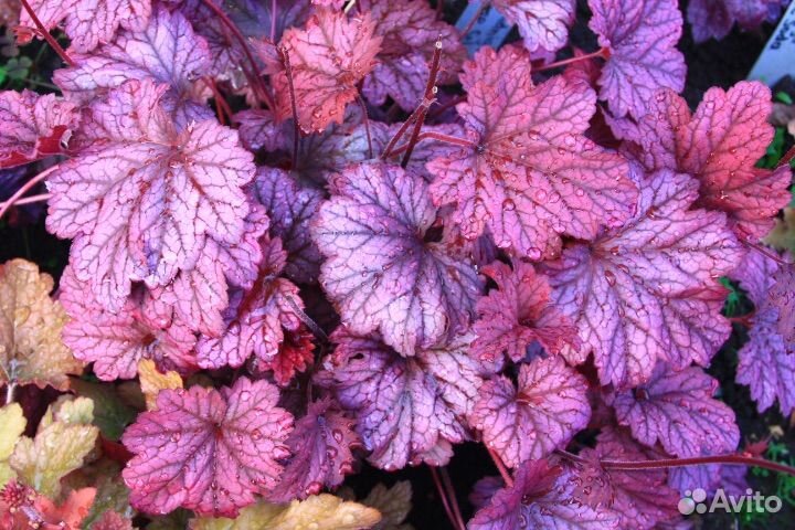 Гейхера Берри Смузи