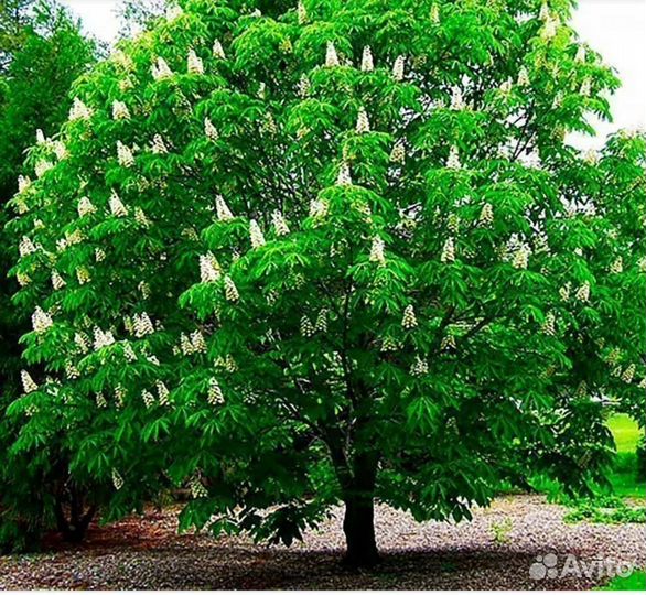 Саженцы каштана