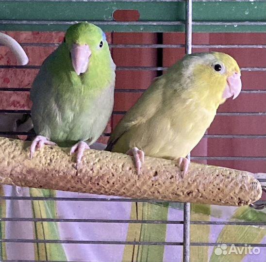 Попугай воробъиный