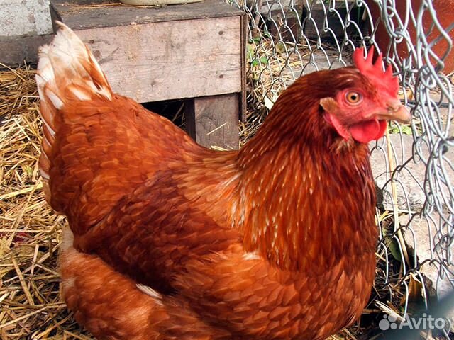 Молодок и куры