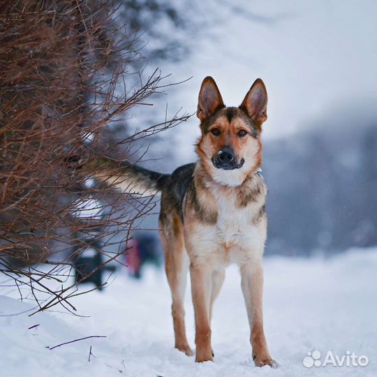 Джес ищет дом